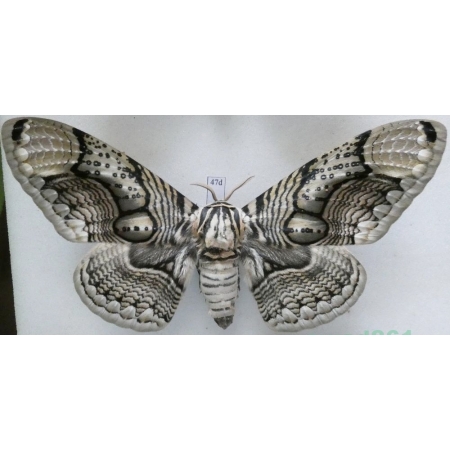 Brahmaea hearseyi White, 1862 male ex. ovo China 120mm47d